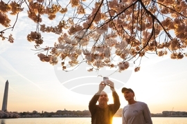 APTOPIX Washington Cherry Blossom