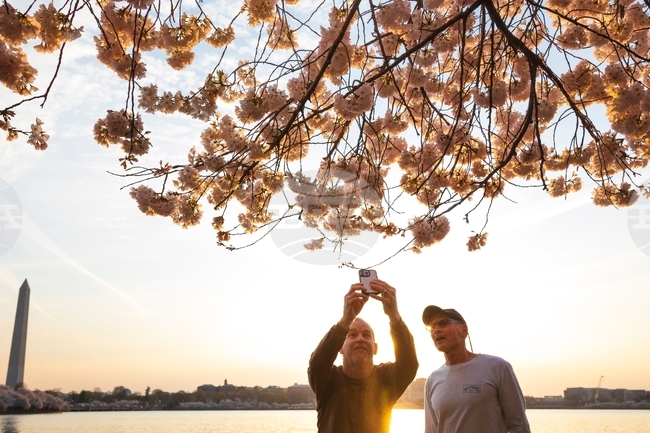 APTOPIX Washington Cherry Blossom