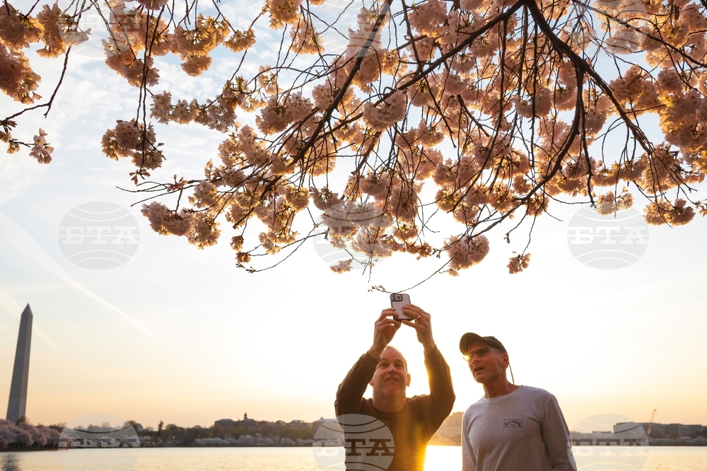 APTOPIX Washington Cherry Blossom
