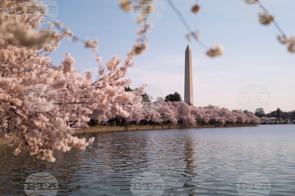 Washington Cherry Blossom