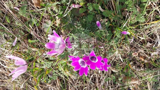 Междуведомствена комисия одобри предложението за обявяване на защитена местност „Райновска гора“, съобщиха от екоинспекцията в Хасково