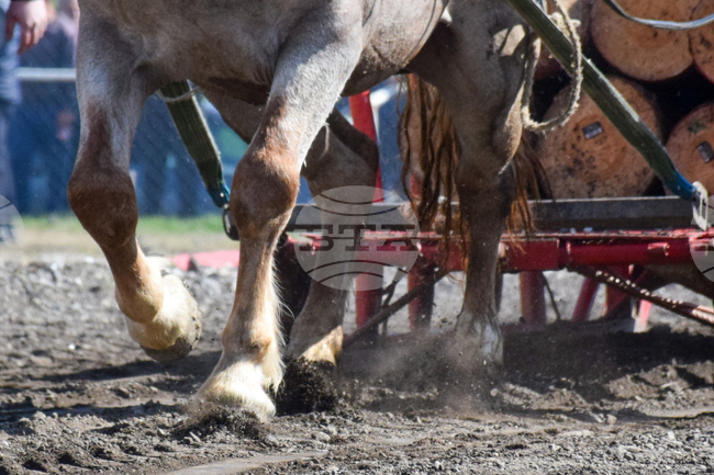 Община Симитли и Кметство Крупник организират традиционно състезание с тежковозни коне 