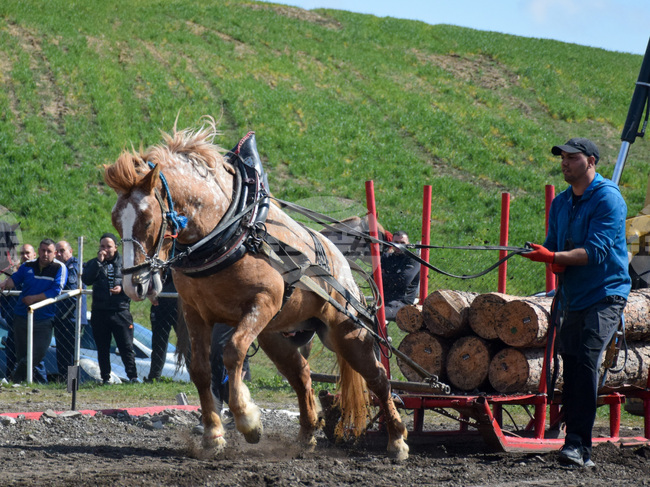 Разлог - тежковозни коне - състезание