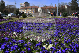 Разград - пролетни цветя