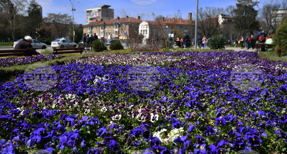 Разград - пролетни цветя