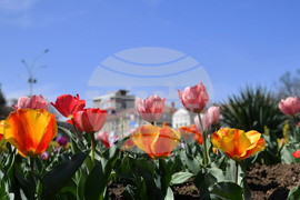 Разград - пролетни цветя