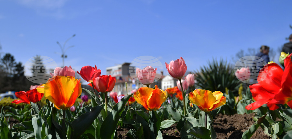 Разград - пролетни цветя