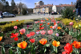 Разград - пролетни цветя