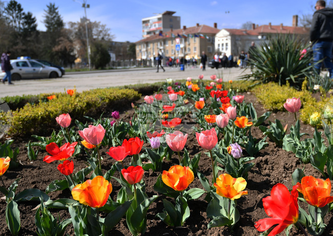 Разград - пролетни цветя