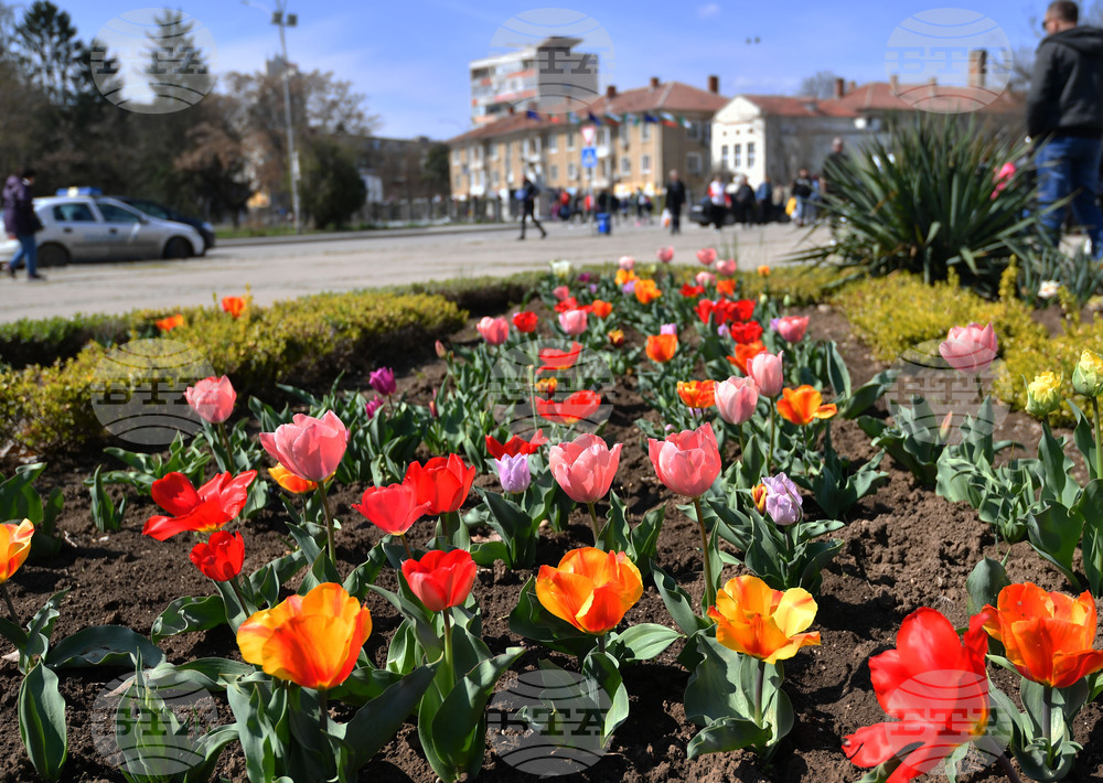 Разград - пролетни цветя