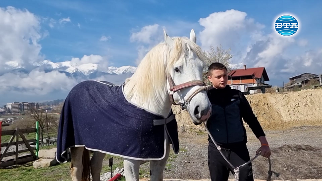 За тридесета поредна година в Разлог се проведе Пролетен шампионат на тежковозни коне в България