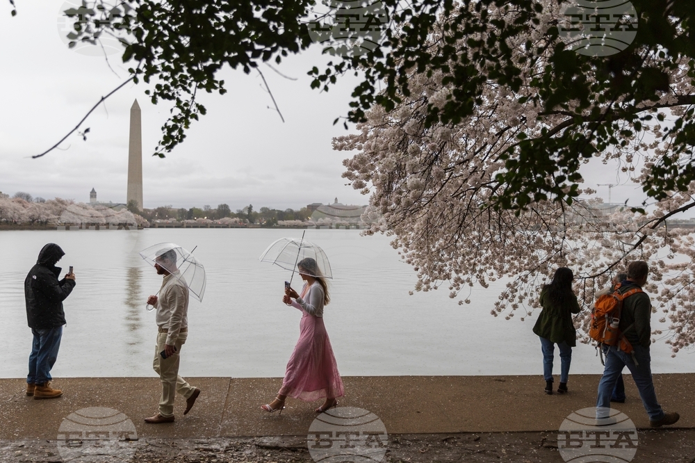 APTOPIX Washington Cherry Blossom