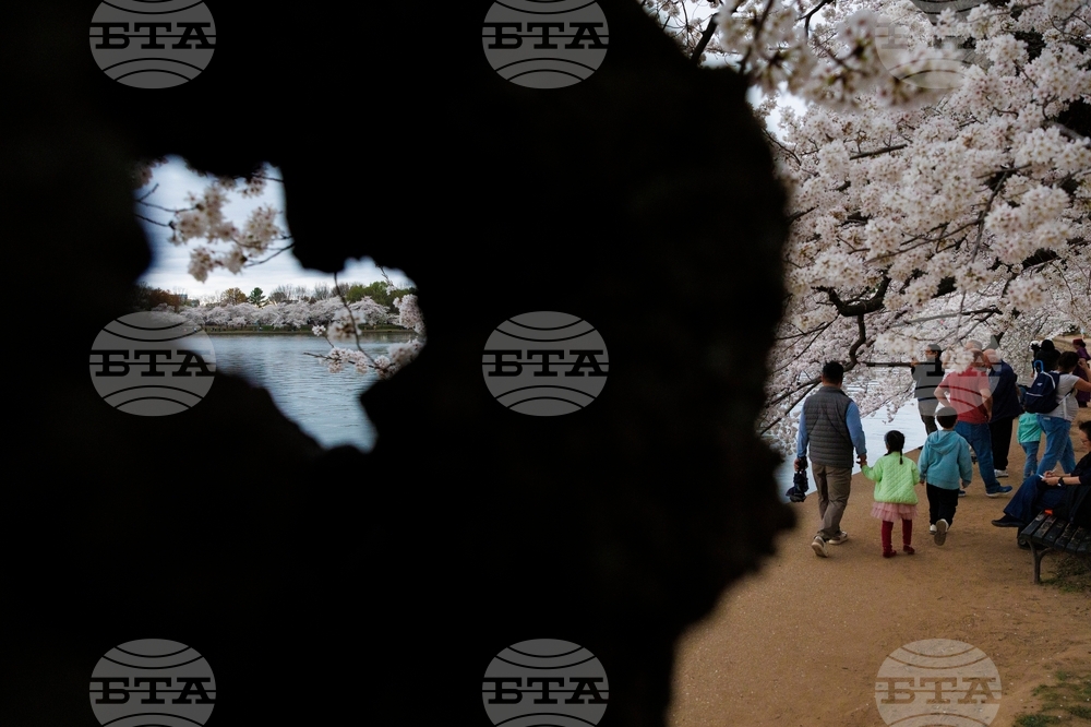 Washington Cherry Blossom