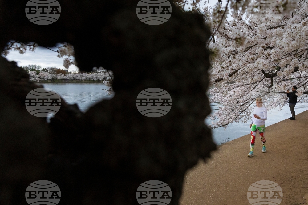 Washington Cherry Blossom