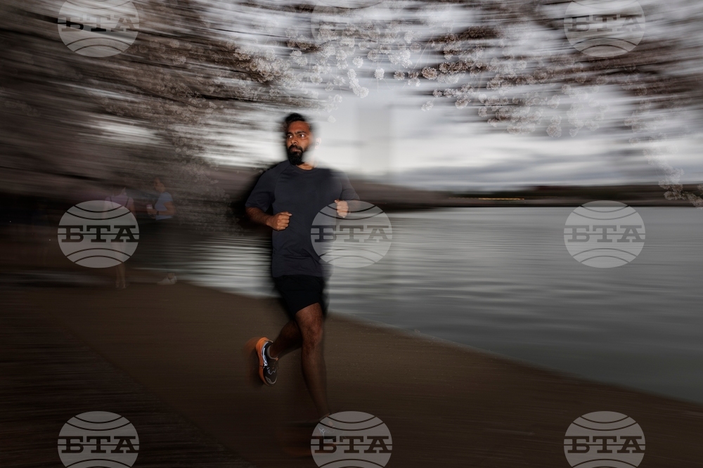 Washington Cherry Blossom