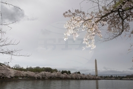 Washington Cherry Blossom