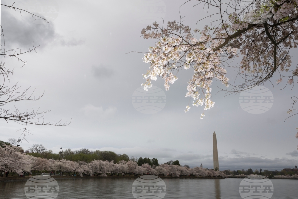 Washington Cherry Blossom