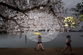 Washington Cherry Blossom
