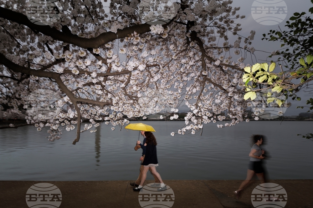 Washington Cherry Blossom