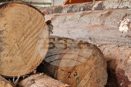 Ракитово - "Палисандър" ООД - дървообработване