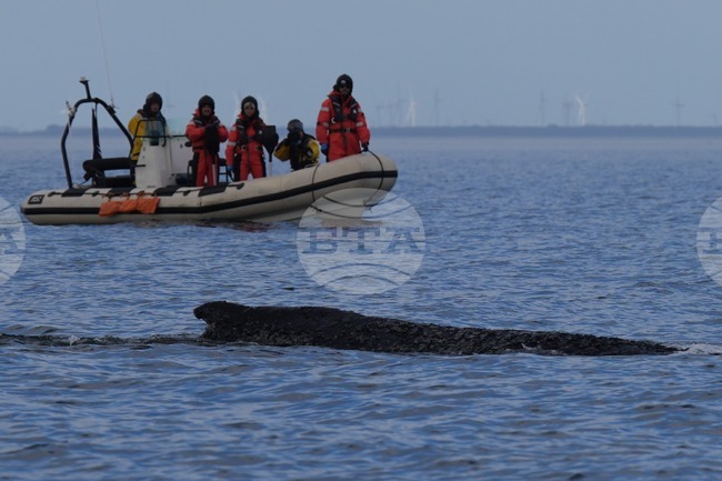 Germany Whale Rescue