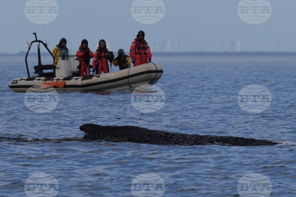 Germany Whale Rescue