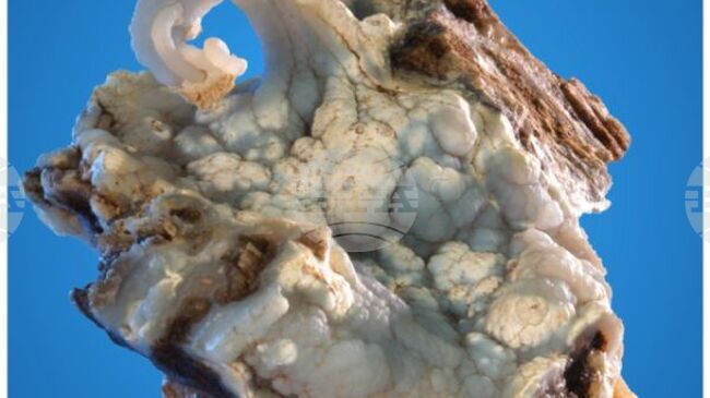 Нова временна изложба в НМ „Земята и хората“ - „Природно изкуство от халцедон“