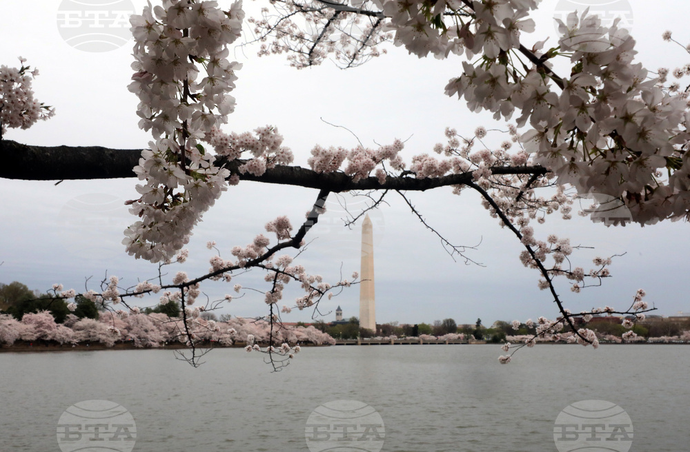 Washington Cherry Blossoms