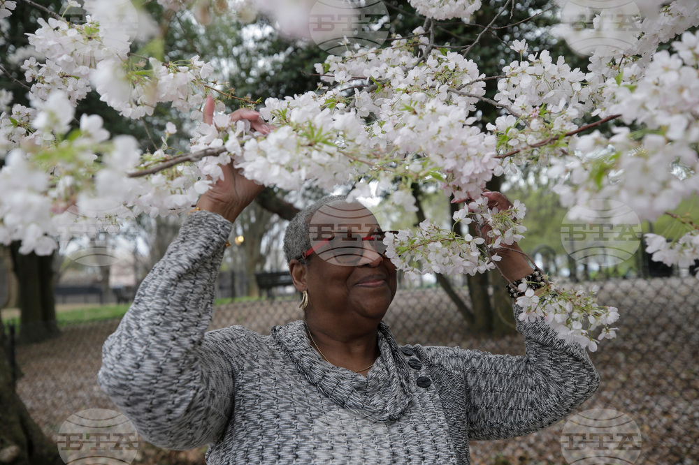 Washington Cherry Blossoms