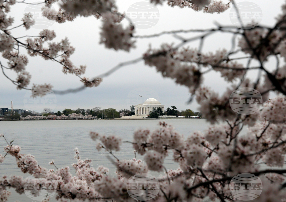 Washington Cherry Blossoms