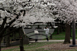 Washington Cherry Blossoms
