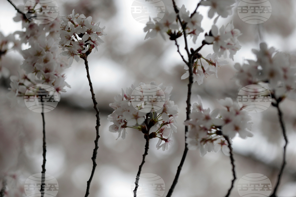 Washington Cherry Blossoms