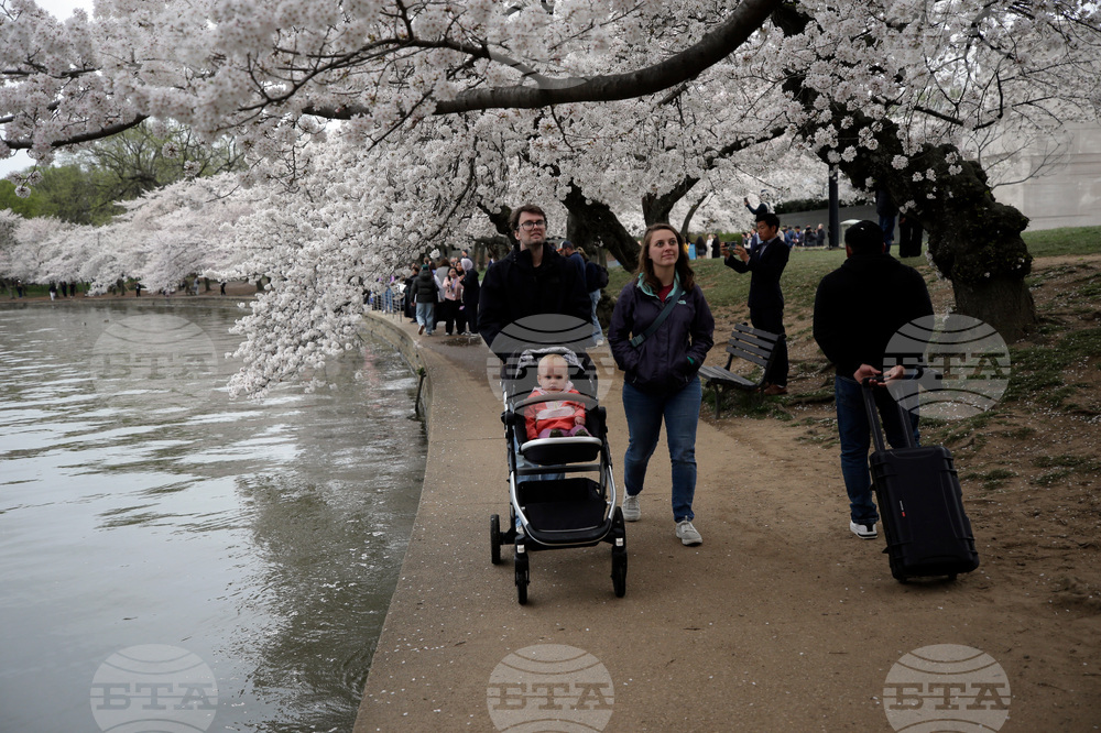 Washington Cherry Blossoms
