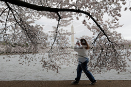 Washington Cherry Blossoms
