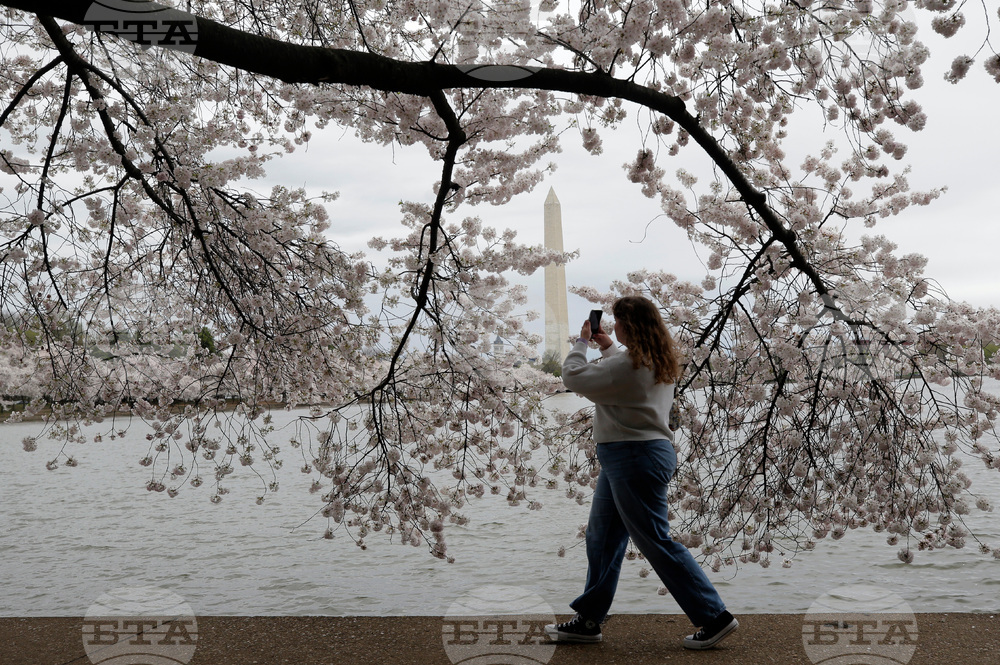 Washington Cherry Blossoms