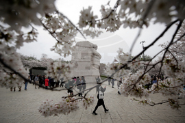 Washington Cherry Blossoms