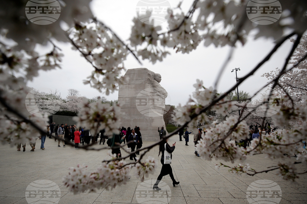 Washington Cherry Blossoms