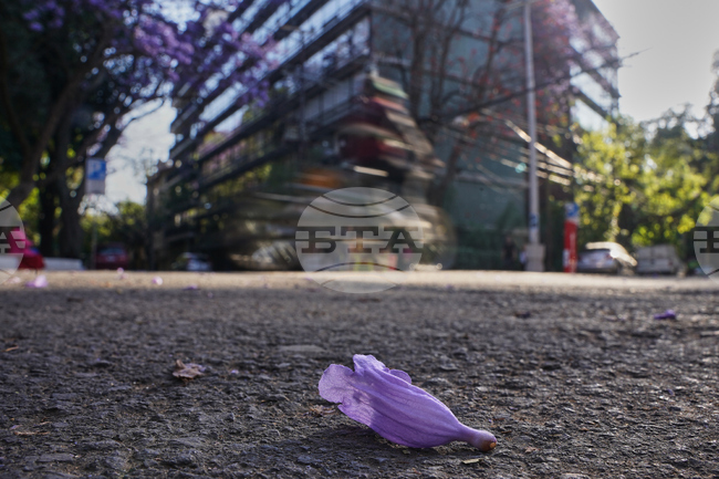 Mexico Jacaranda Blossoms