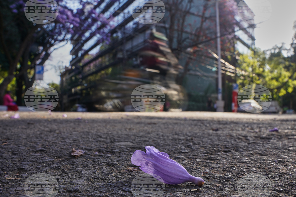 Mexico Jacaranda Blossoms