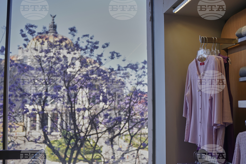 Mexico Jacaranda Blossoms