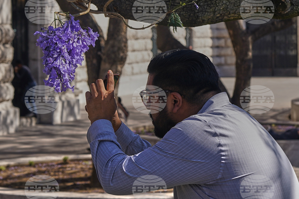 Mexico Jacaranda Blossoms
