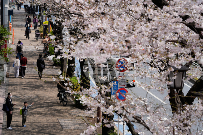 Japan Cherry Blosssoms
