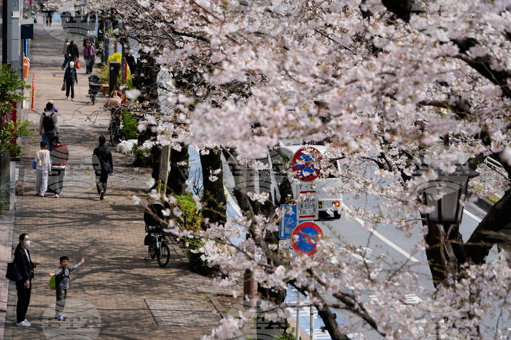 Japan Cherry Blosssoms