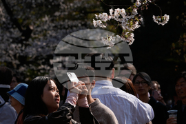 Japan Cherry Blosssoms