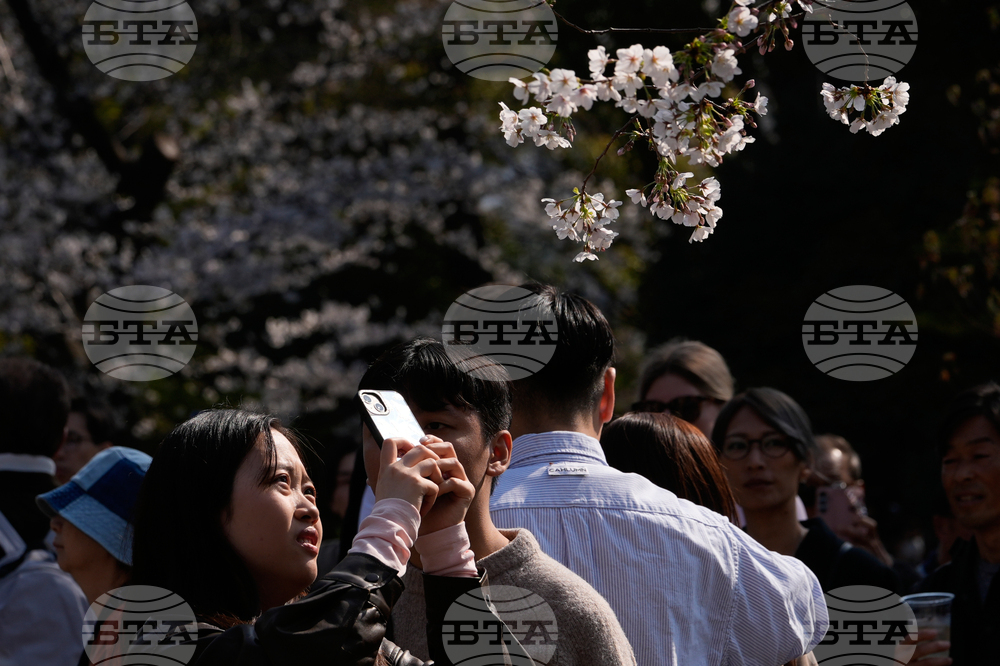Japan Cherry Blosssoms