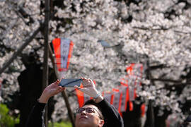 Japan Cherry Blosssoms