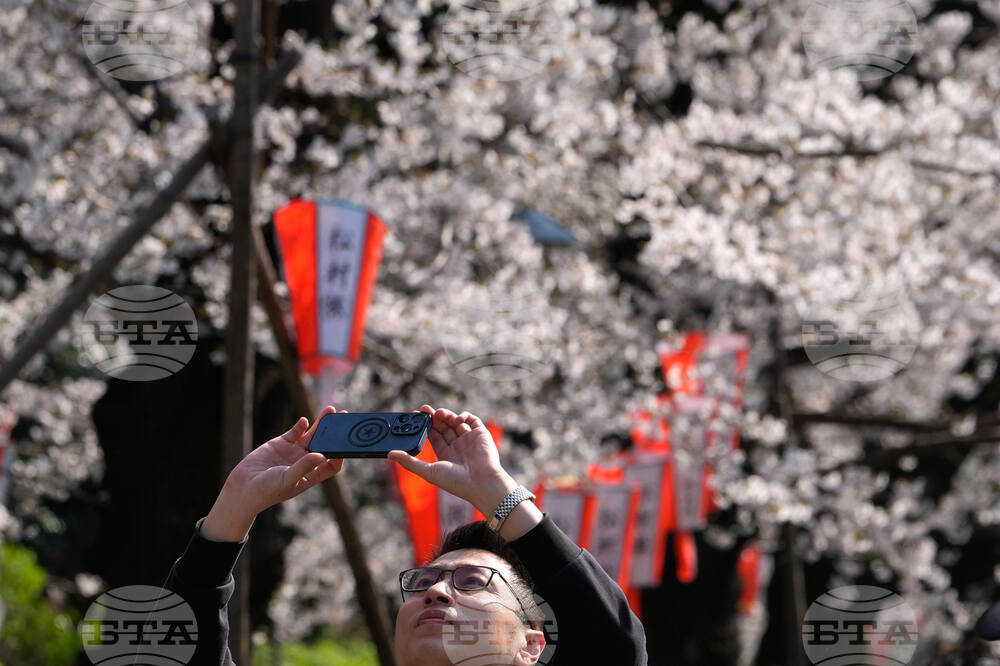 Japan Cherry Blosssoms