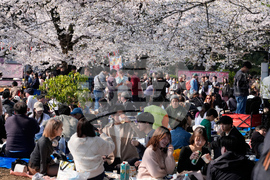 Japan Cherry Blosssoms