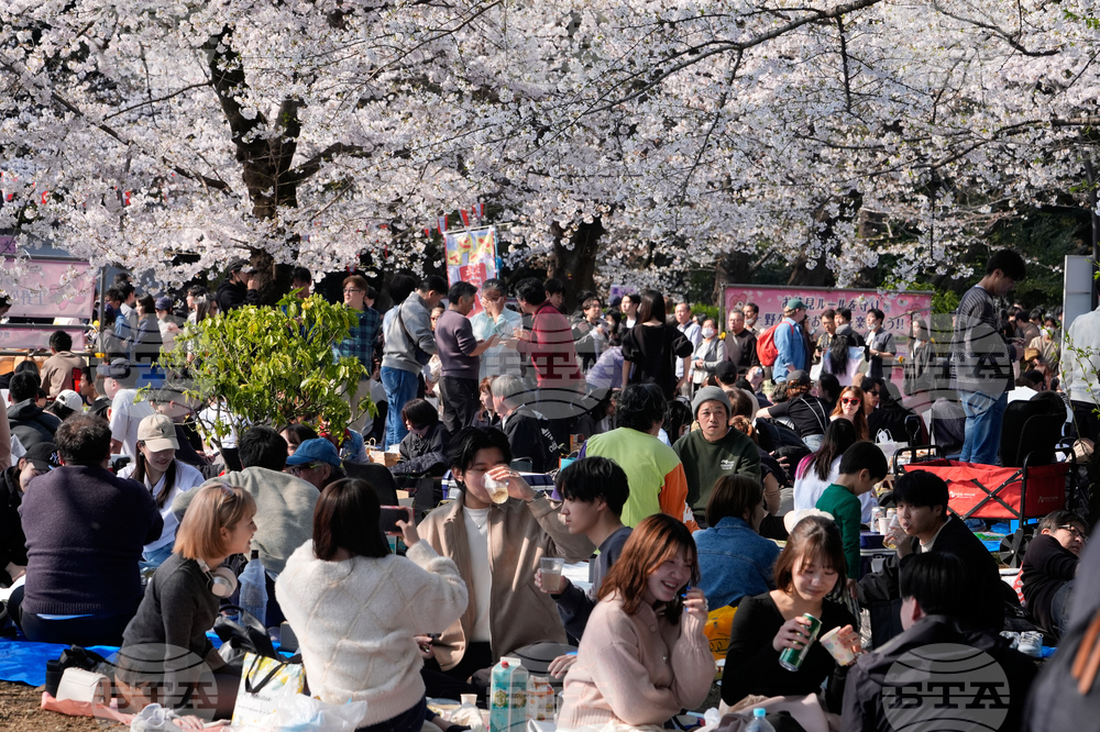 Japan Cherry Blosssoms