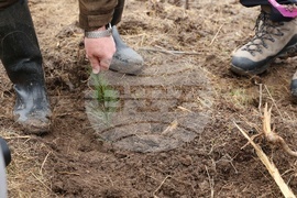 Банкя - „Новата гора на София“ - кампания за засаждане на дървета